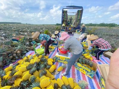 政府“帮忙”,儋州59家种植企业全面复工复产!