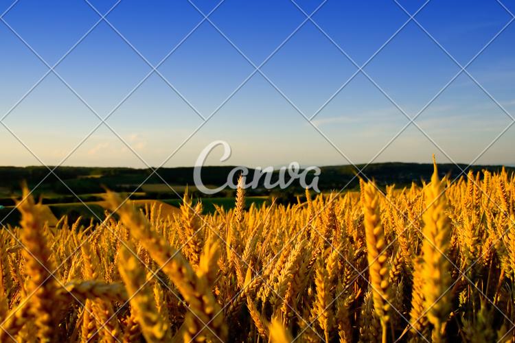 黄色背景天空植物蓝色金色多云小麦景观设计农作物图片
